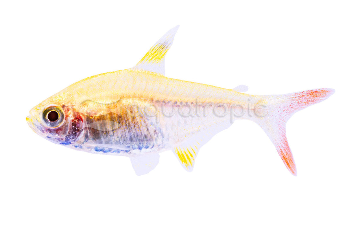 Gold Pristella Tetra (Pristella maxillaris)