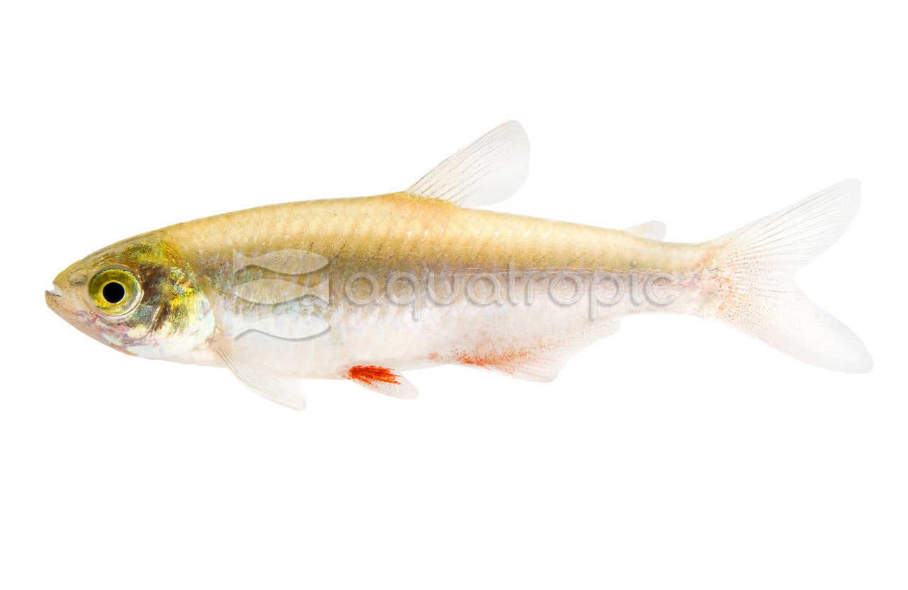 Bloodfin Tetra (Aphyocharax anisitsi) — photo: Quality Marine, used with permission