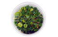 Schismatoglottis Prietoi Tissue Culture (Schismatoglottis prietoi) - photo courtesy Aquatropic