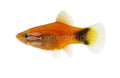 Imported Red Mickey Mouse Platy