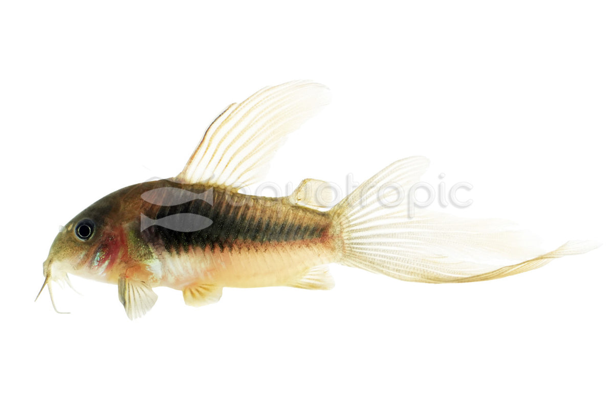 Tank-Raised Long-Fin Green Cory Cat (Corydoras aeneus)