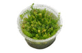 Vesicularia ferriei 'Weeping Moss' Tissue Culture (Vesicularia ferriei) - photo courtesy Aquatropic