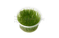 Taxiphyllum alternans 'Taiwan Moss' Tissue Culture (Taxiphyllum sp.) - photo courtesy Aquatropic