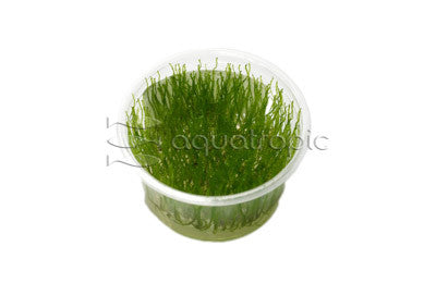 Taxiphyllum alternans 'Taiwan Moss' Tissue Culture (Taxiphyllum sp.) - photo courtesy Aquatropic