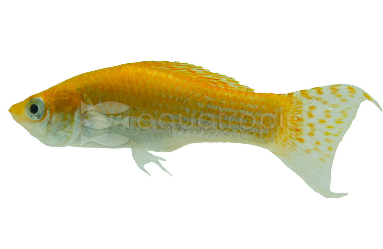 Creamsicle Lyretail Molly (Poecilia sphenops) - photo courtesy Aquatropic