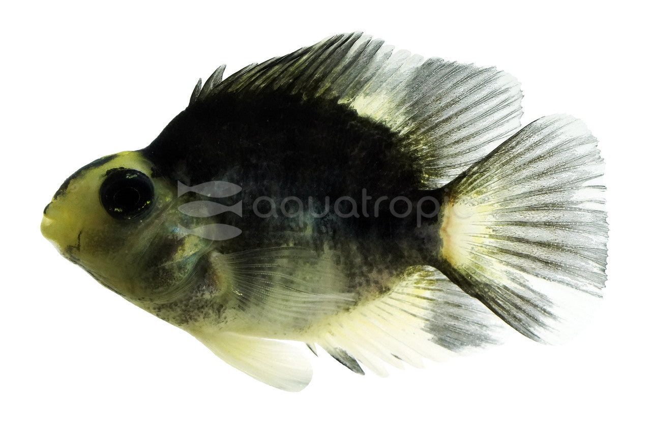 Black & White (Panda) Parrot (Amphilophus citrinellus) - photo courtesy Aquatropic