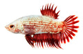 Crowntail Dragonscale Betta (Betta splendens)