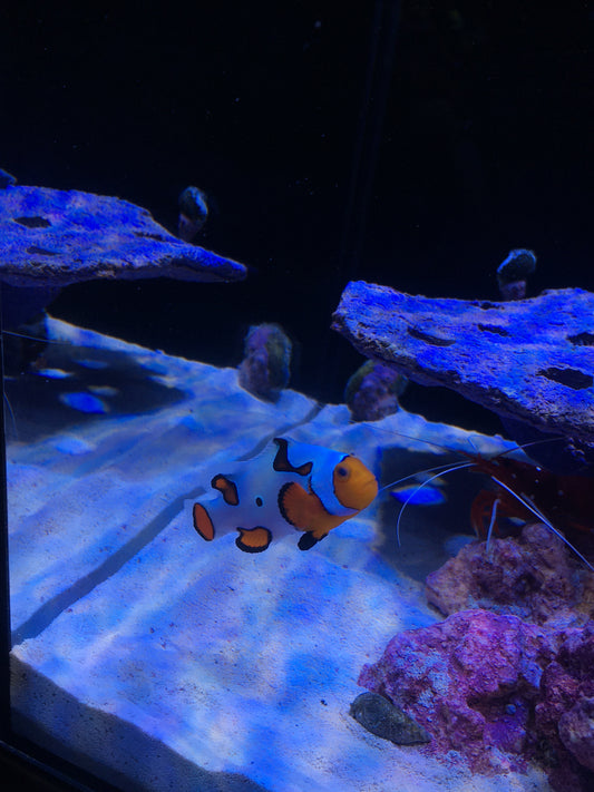 Assorted Premium Ocellaris Clownfish - YoCamron’s Aquatics