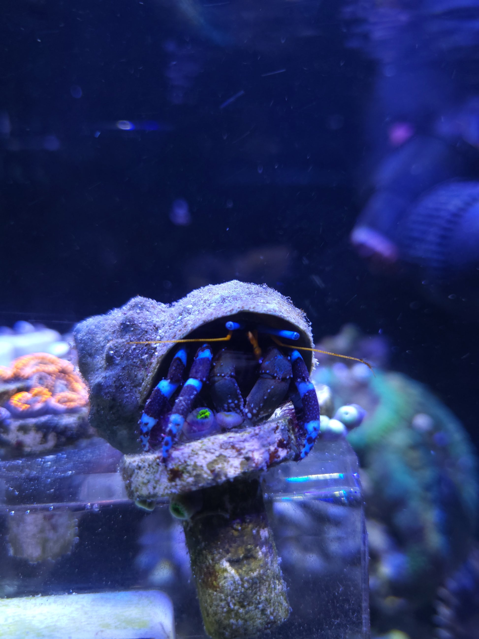Blue Knuckle Hermit Crabs - YoCamron’s Aquatics