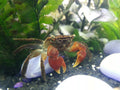 Red Crab (Perisesarma bidens) — Photo: RockStarRei, CC BY-SA 3.0, via Wikimedia Commons