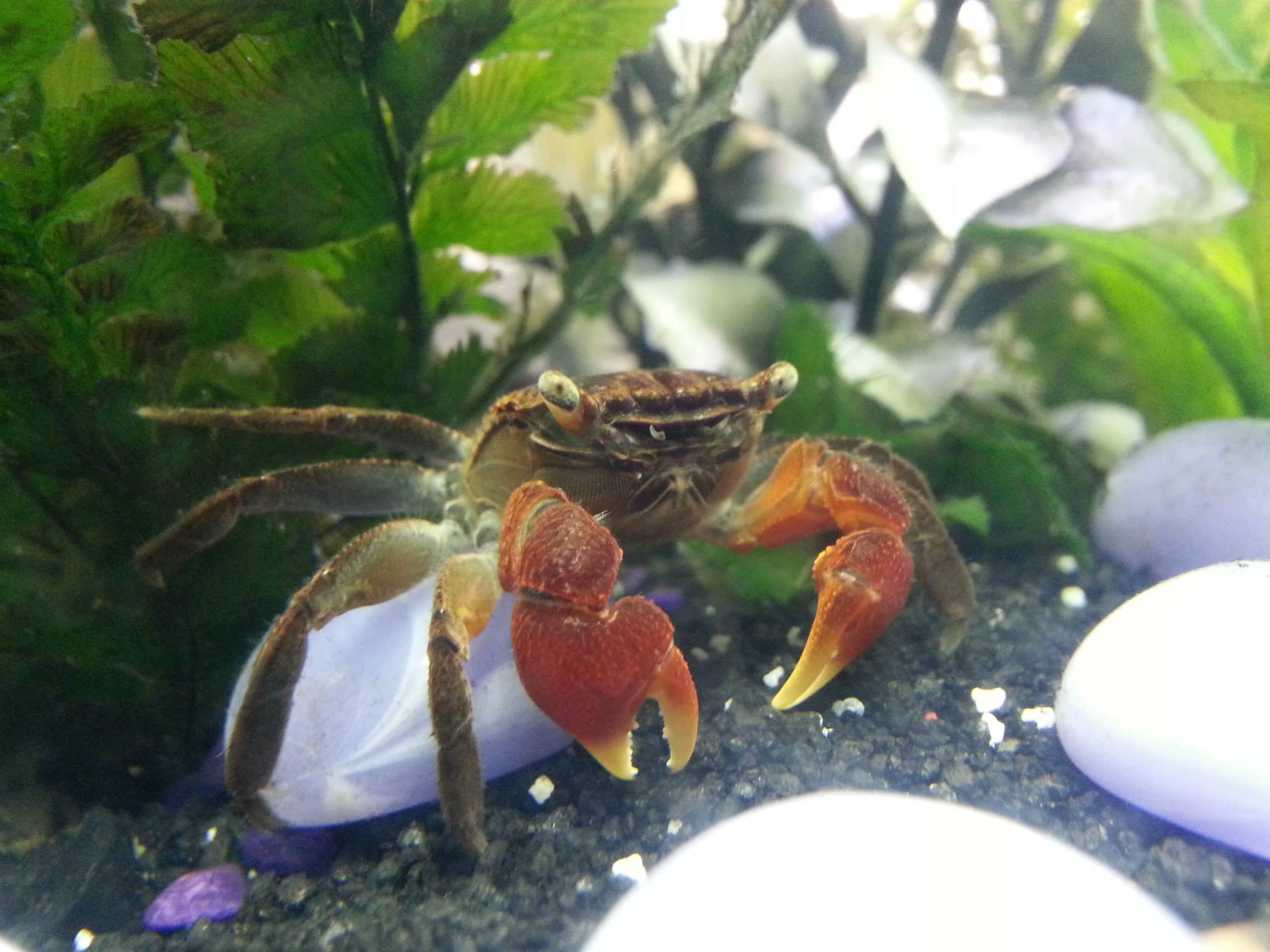 Red Crab (Perisesarma bidens) — Photo: RockStarRei, CC BY-SA 3.0, via Wikimedia Commons