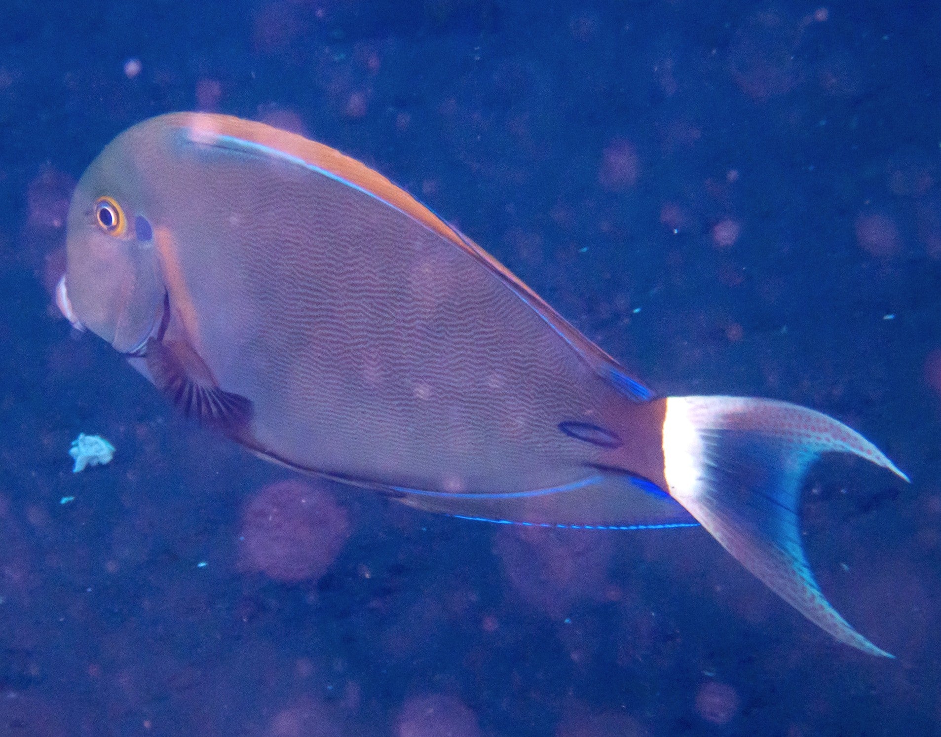 Bariene Tang (Acanthurus bariene) — Photo: portioid, CC BY-SA 4.0, via Wikimedia Commons