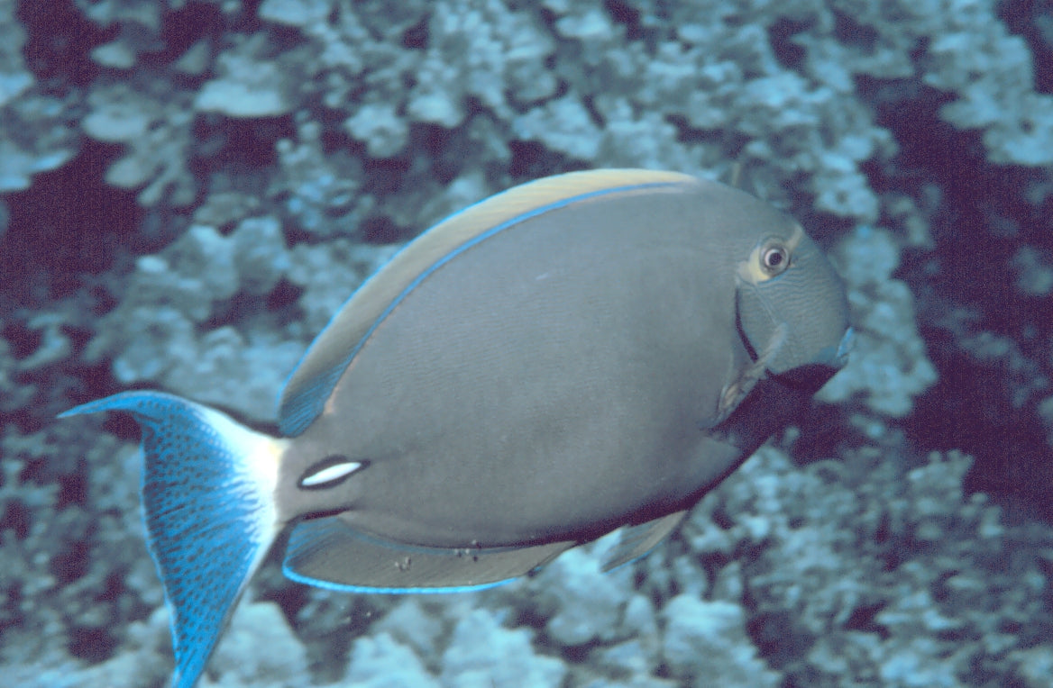 Dussumier Tang (Acanthurus dussumieri) — Photo: NOAA, Public domain, via Wikimedia Commons