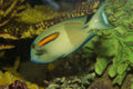 Orange Shoulder Tang