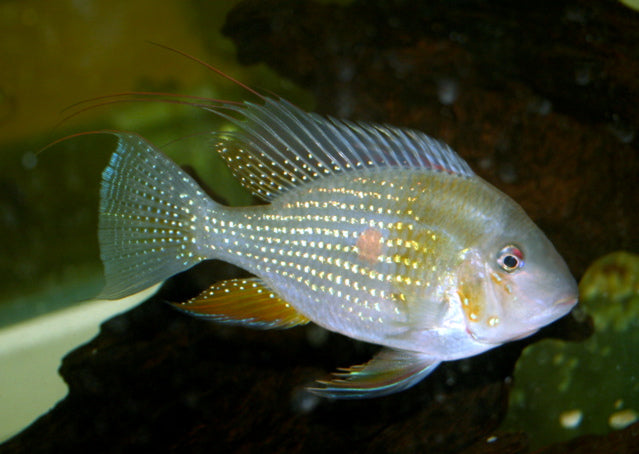 Geophagus Heckelii (Acarichthys heckelii) — Photo: MidgleyDJ, CC BY-SA 2.5, via Wikimedia Commons