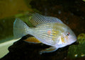 Geophagus Heckelii (Acarichthys heckelii) — Photo: MidgleyDJ, CC BY-SA 2.5, via Wikimedia Commons