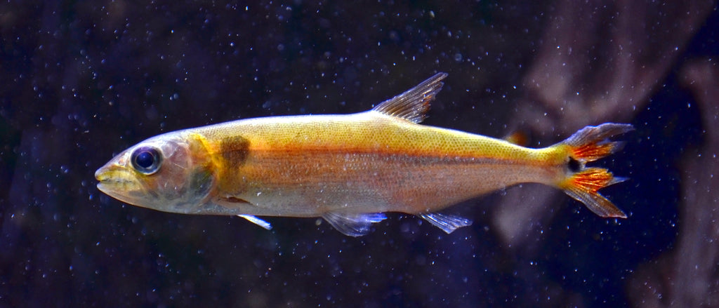 Freshwater Redtail Barracuda (Acestrorhynchus falcatus) — Photo: Vassil, CC0, via Wikimedia Commons