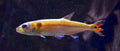 Freshwater Redtail Barracuda (Acestrorhynchus falcatus) — Photo: Vassil, CC0, via Wikimedia Commons