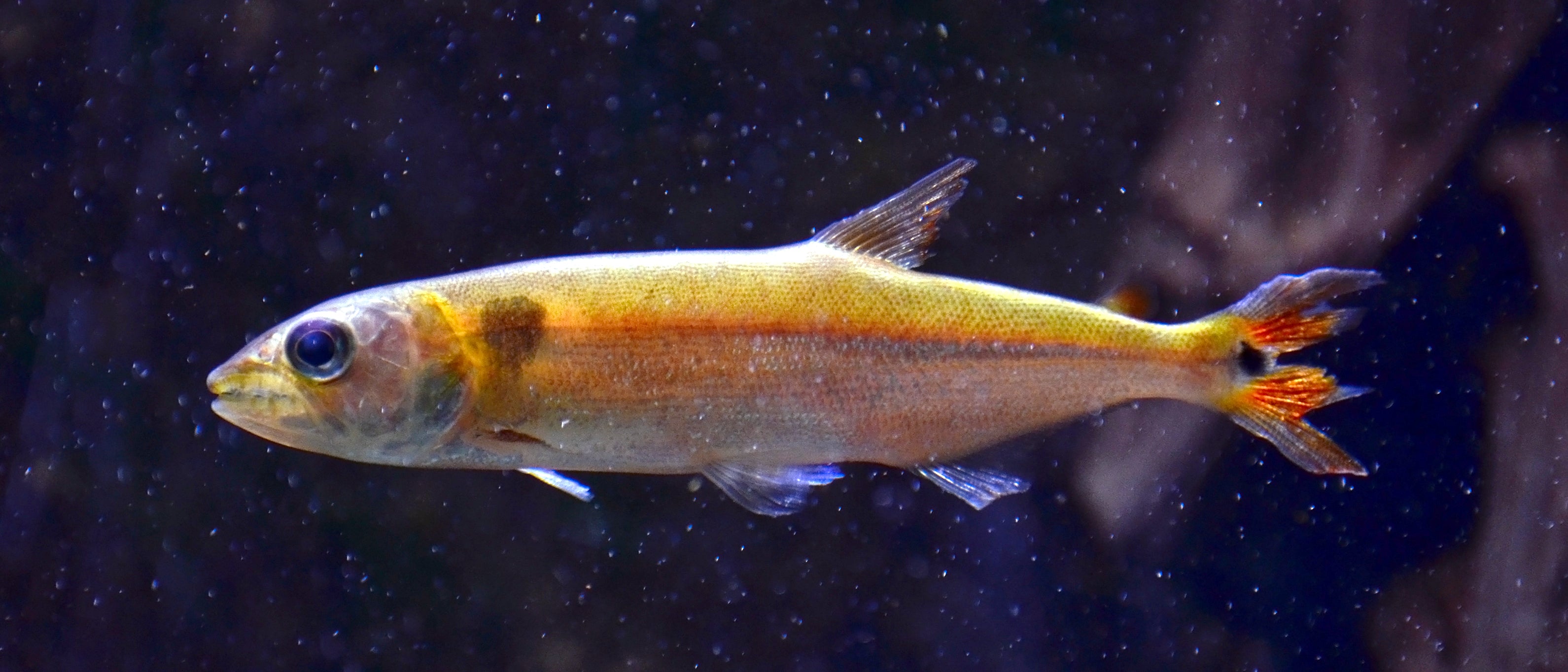 Freshwater Redtail Barracuda (Acestrorhynchus falcatus) — Photo: Vassil, CC0, via Wikimedia Commons