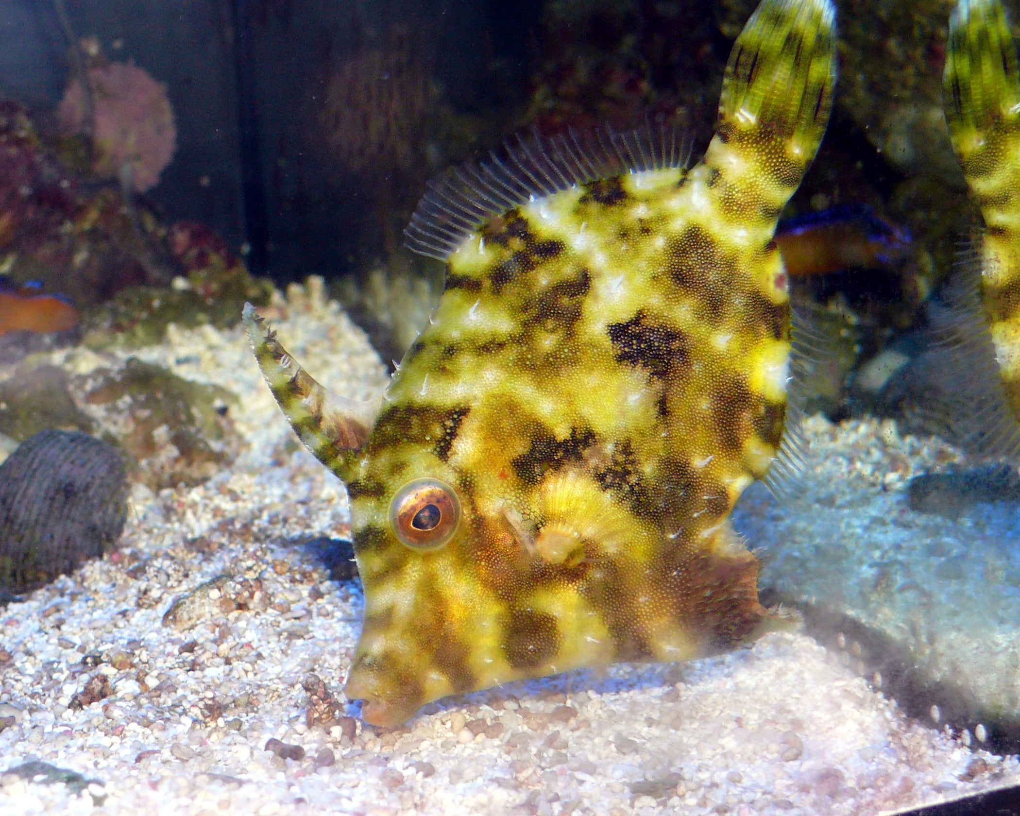 Matted Filefish (Acreichthys tomentosus) — Photo: Haplochromis, CC BY-SA 3.0, via Wikimedia Commons