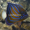Blue Annularis Angelfish (Pomacanthus annularis)