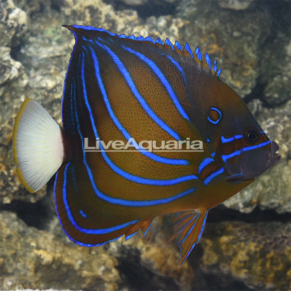 Blue Annularis Angelfish (Pomacanthus annularis)