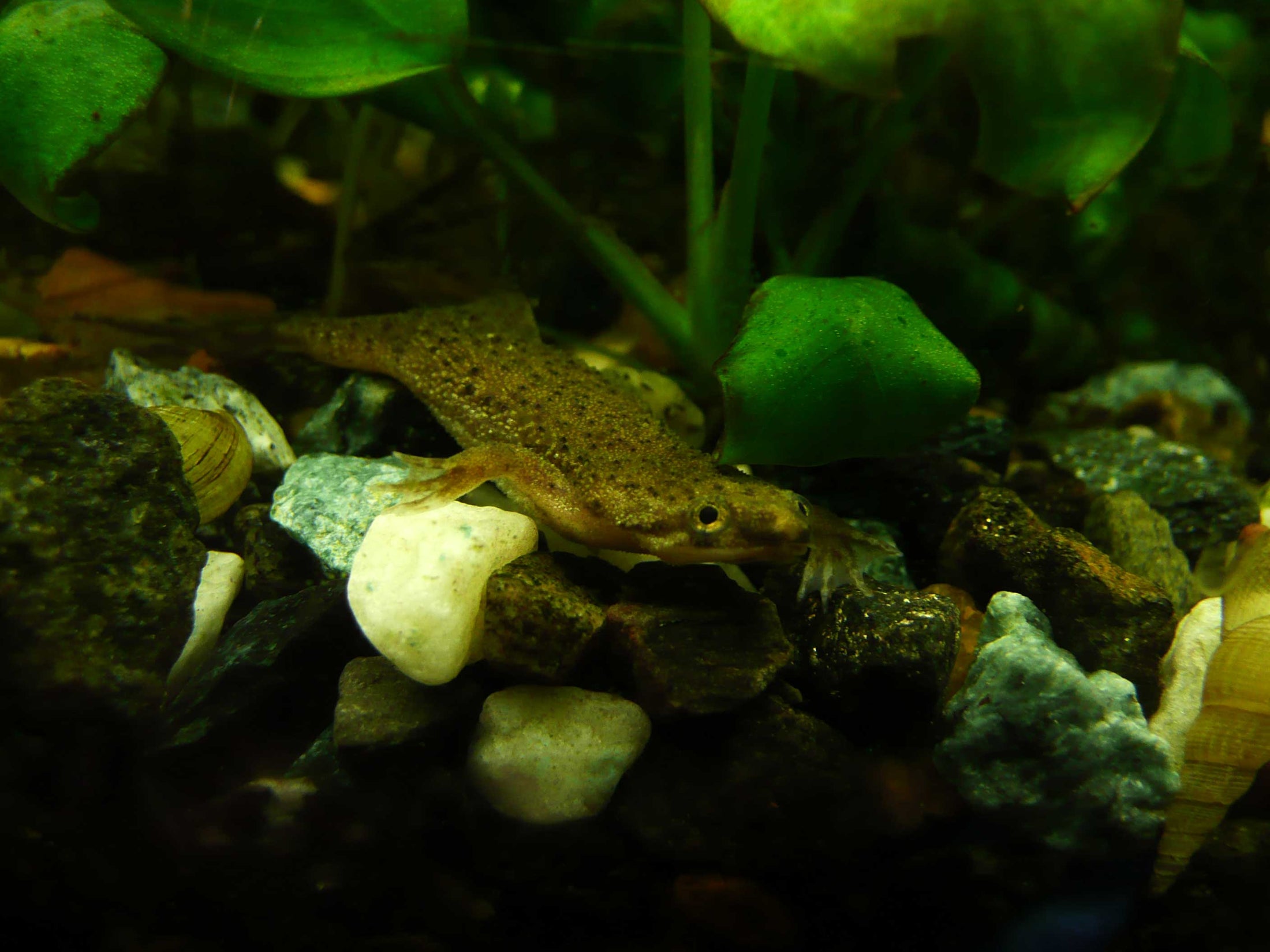 Dwarf African Frog (Hymenochirus boettgeri) — Photo: Wonx2150, Public domain, via Wikimedia Commons