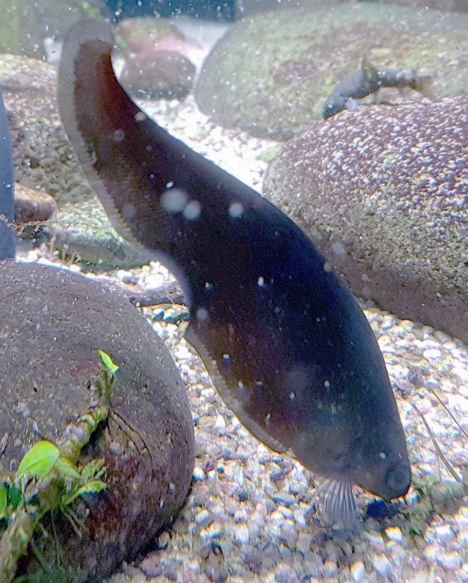 African Knife Fish (Xenomystus nigri) — Photo: JSutton93, CC BY-SA 4.0, via Wikimedia Commons