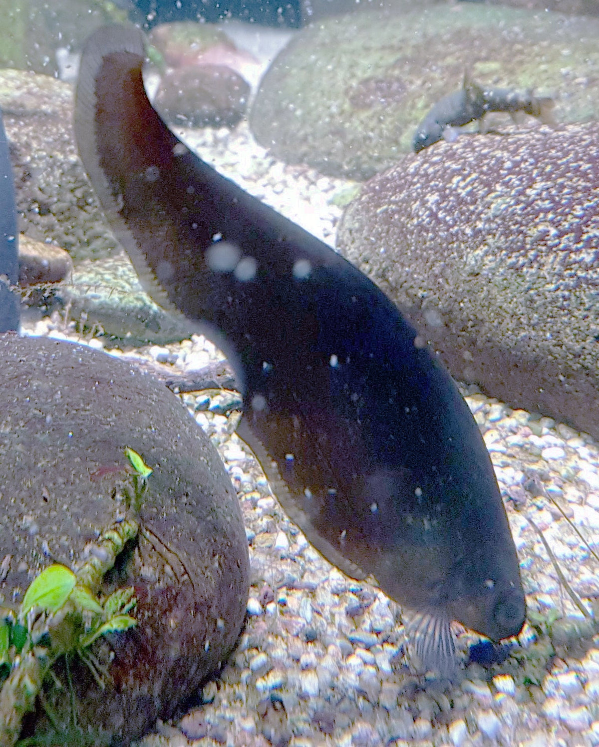 African Knife Fish (Xenomystus nigri)