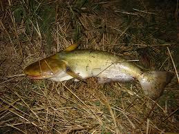 Shoe Head Catfish (Ageneiosus inermis, Manduba) — Photo: Federico Muñoz, CC0, via Wikimedia Commons