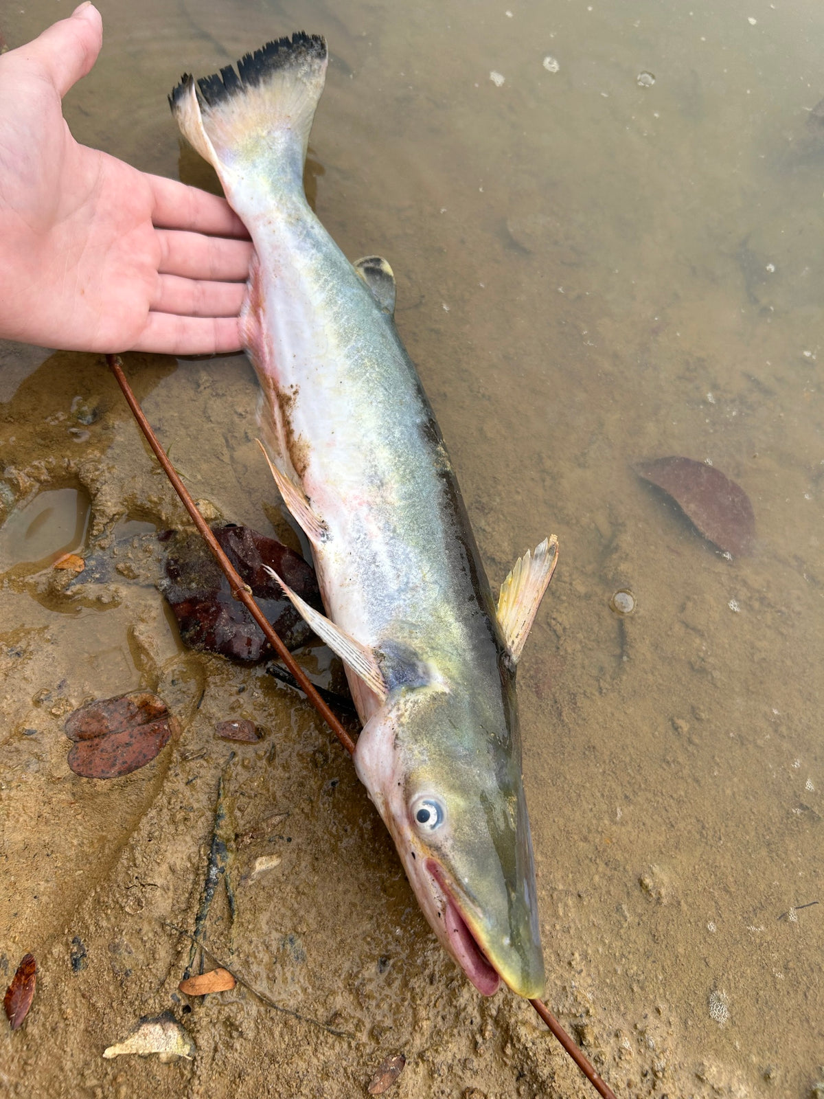 Bocon Catfish