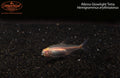 Albino Glowlight Tetra (Hemigrammus erythrozonus) — photo: Imperial Tropicals, used with permission
