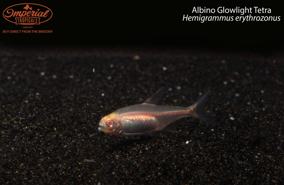 Albino Glowlight Tetra (Hemigrammus erythrozonus) — photo: Imperial Tropicals, used with permission