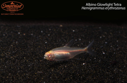 Albino Glowlight Tetra (Hemigrammus erythrozonus) — photo: Imperial Tropicals, used with permission
