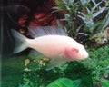 Pink Peacock Cichlid (Aulonocara sp.) — Photo: Arunravi.signs, CC BY-SA 4.0, via Wikimedia Commons