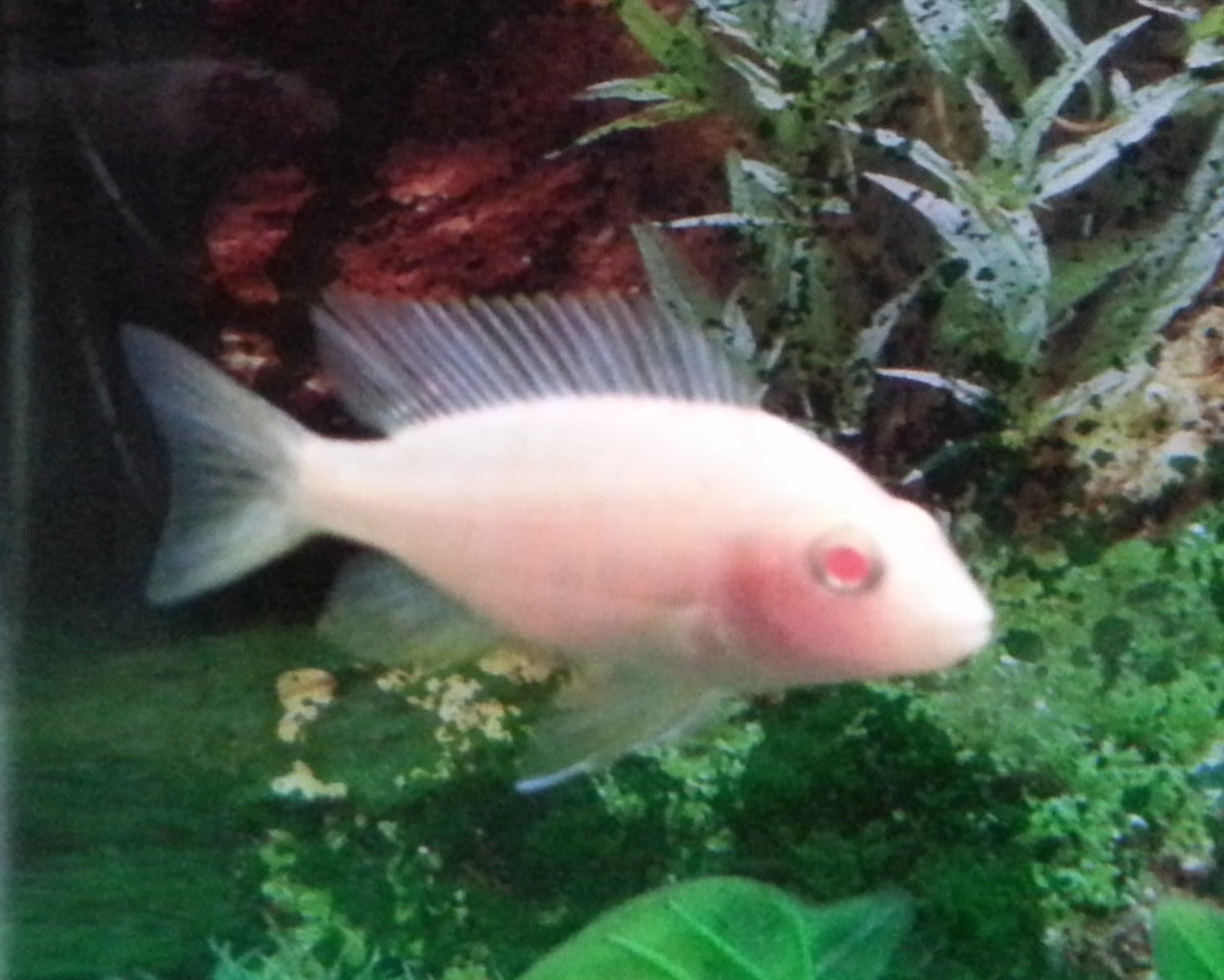 Pink Peacock Cichlid (Aulonocara sp.) — Photo: Arunravi.signs, CC BY-SA 4.0, via Wikimedia Commons