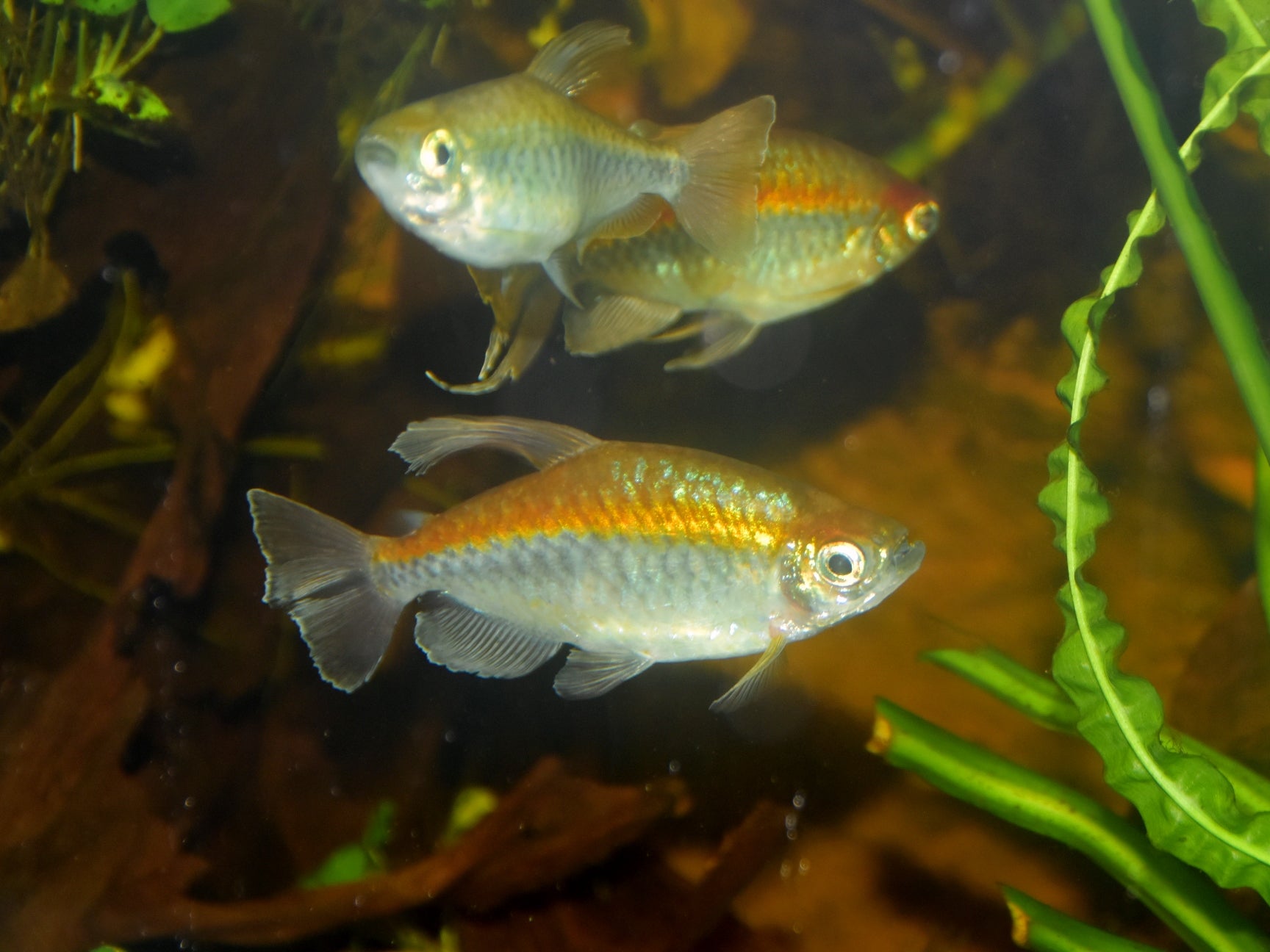 Blue Eyed Congo Tetra (Phenacogrammus interruptus) — Photo: NasserHalaweh, CC BY-SA 4.0, via Wikimedia Commons
