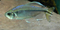 Yellow Congo Tetra (Alestopetersius caudalis) — Photo: Zaire, CC BY-SA 3.0, via Wikimedia Commons