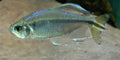 Yellow Congo Tetra (Alestopetersius caudalis)