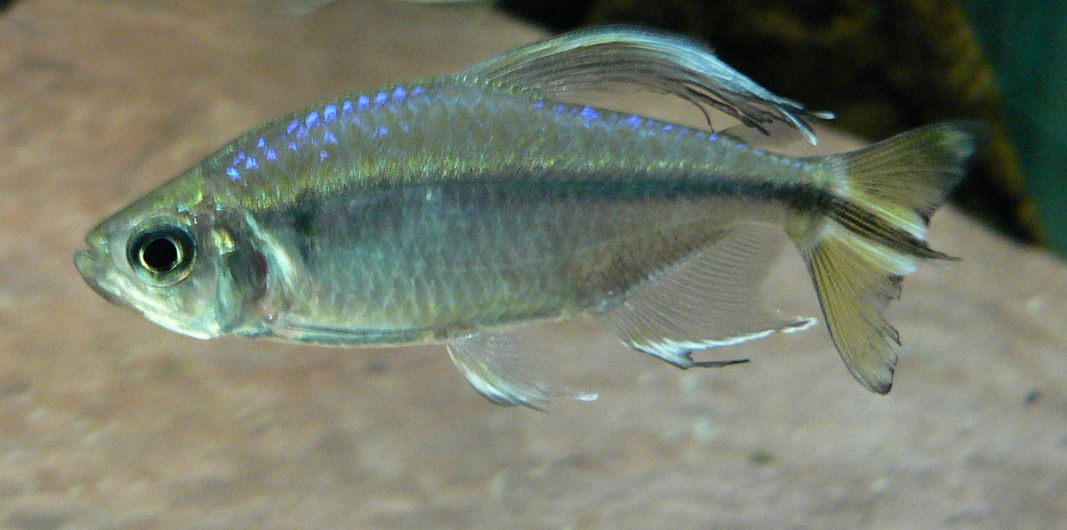 Yellow Congo Tetra (Alestopetersius caudalis)