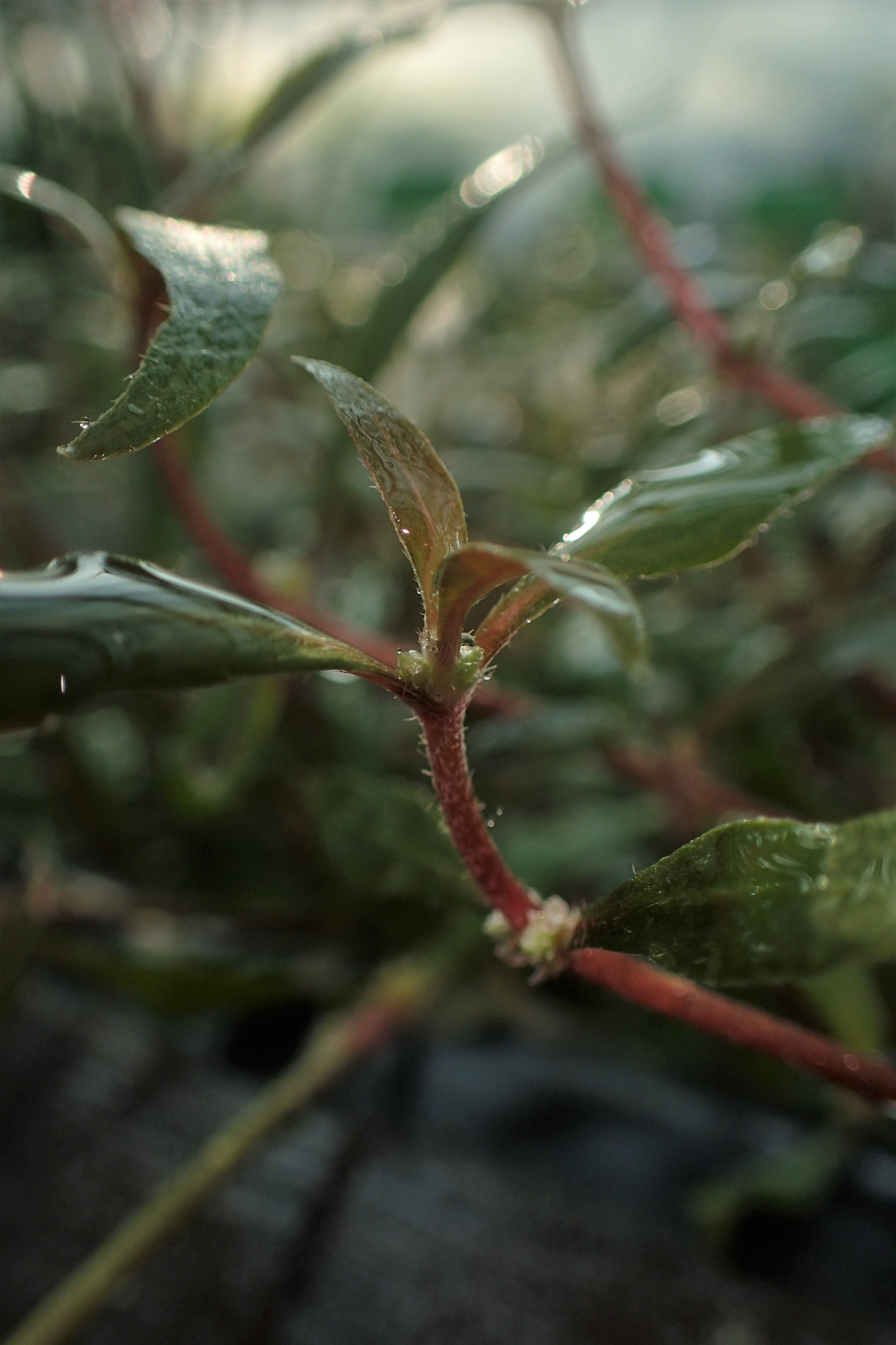 Alternanthera Lilacina (Alternanthera reineckii) — via Wikimedia Commons