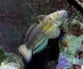 Bullet Head Goby (Amblygobius phalaena)