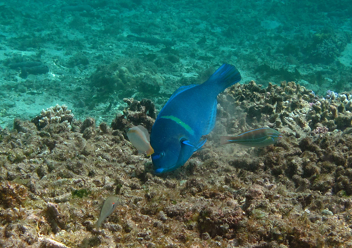 Blue Spotted Tamarin Wrasse (Anampses caeruleopunctatus) — Photo: Philippe Bourjon, CC BY-SA 3.0, via Wikimedia Commons