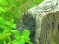 Long-Fin Black Bushynose Pleco, male (Ancistrus sp.) — Photo: Bernard Ladenthin, CC0, via Wikimedia Commons