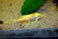 Long-Fin Blue Eye Albino Bushynose Pleco (Ancistrus sp. L144) — Photo: Corydoras-adolfoi, CC BY-SA 4.0, via Wikimedia Commons
