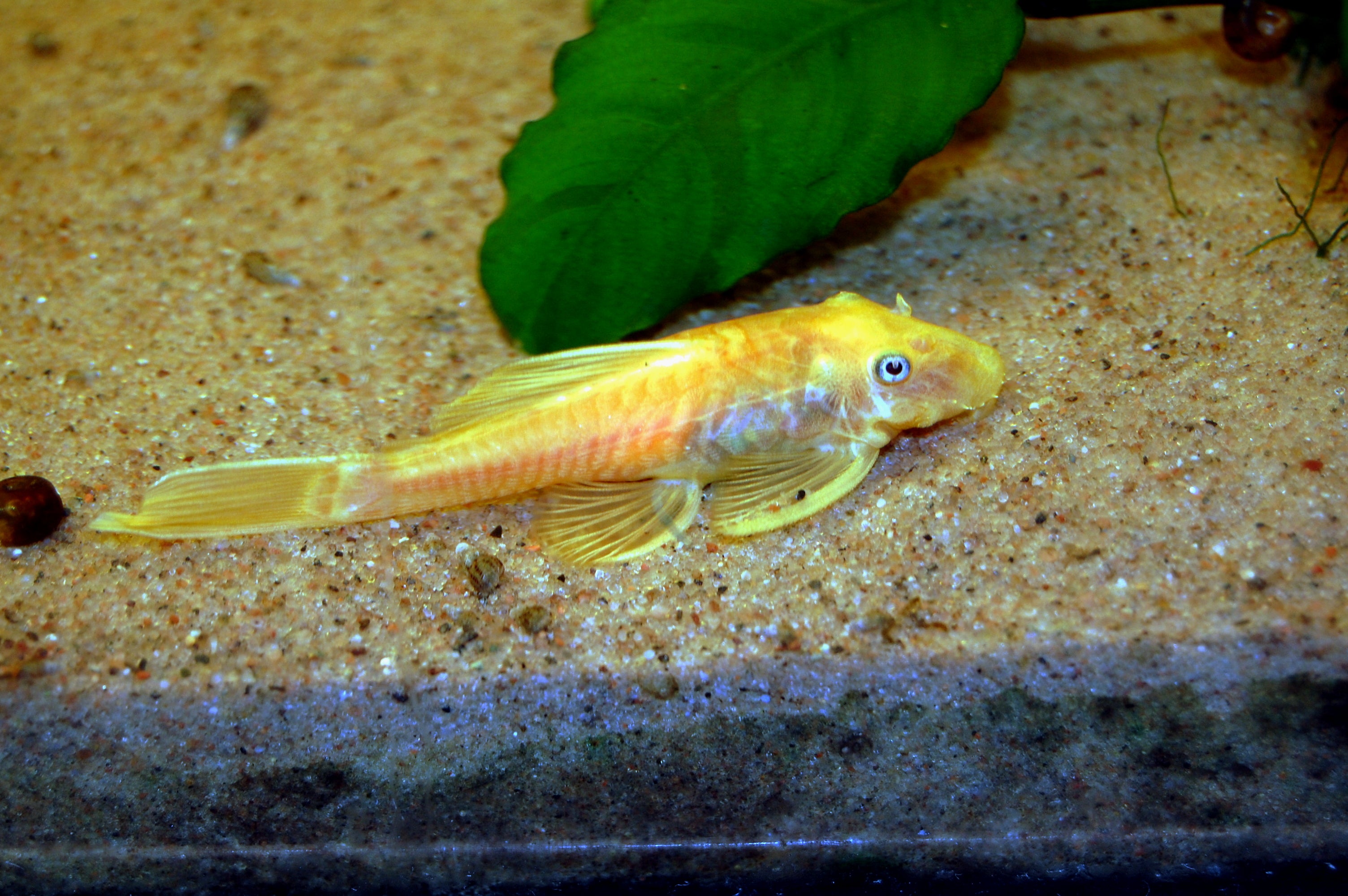 Long-Fin Blue Eye Albino Bushynose Pleco (Ancistrus sp. L144) — Photo: Corydoras-adolfoi, CC BY-SA 4.0, via Wikimedia Commons