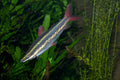 Anostomus Taeniatus — Striped Headstander (Anostomus anostomus) — Photo: Brian Gratwicke, CC BY 2.0, via Wikimedia Commons