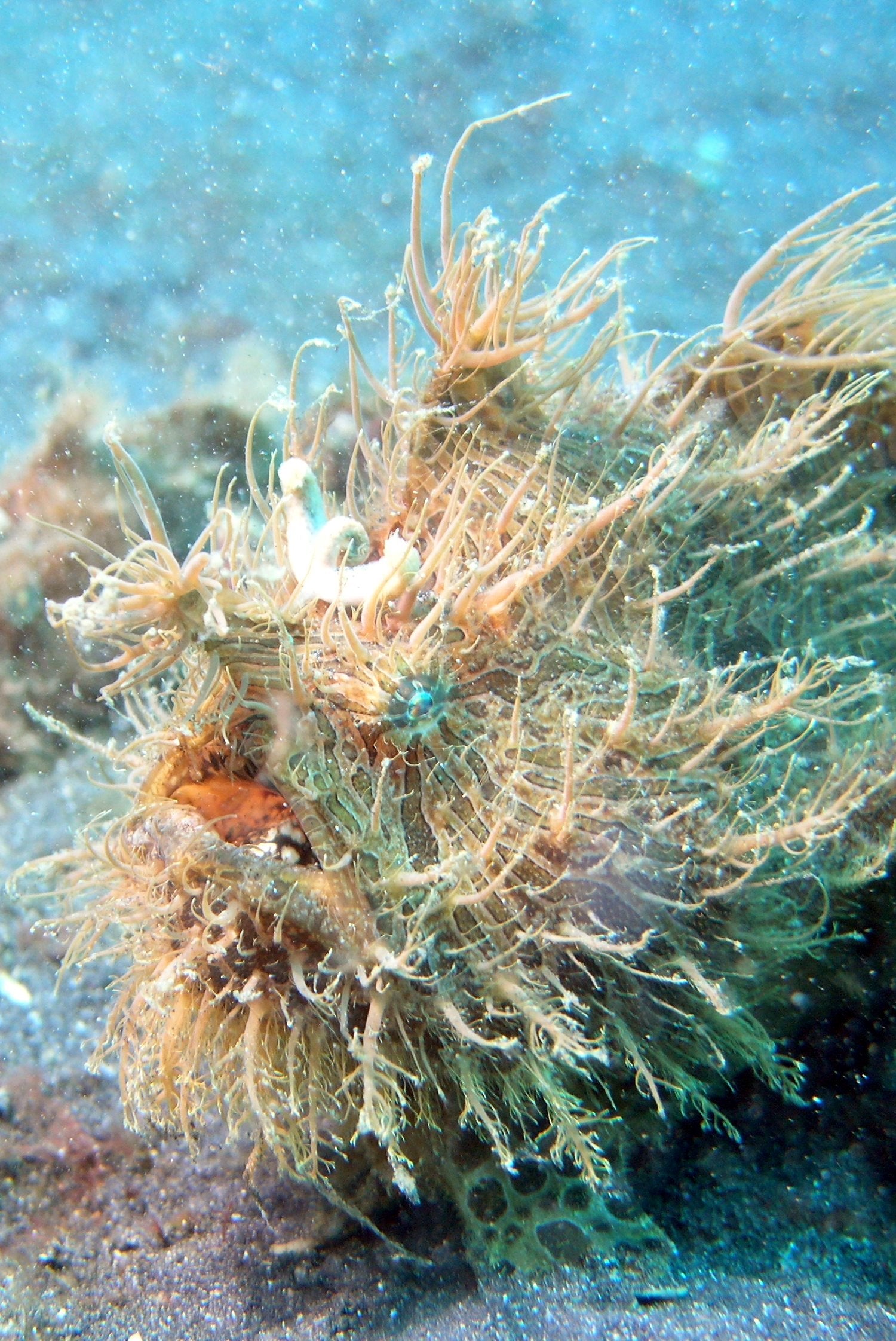 Atlantic Shaggy Frogfish (Antennarius striatus) — photo via Wikimedia Commons, CC BY 2.5