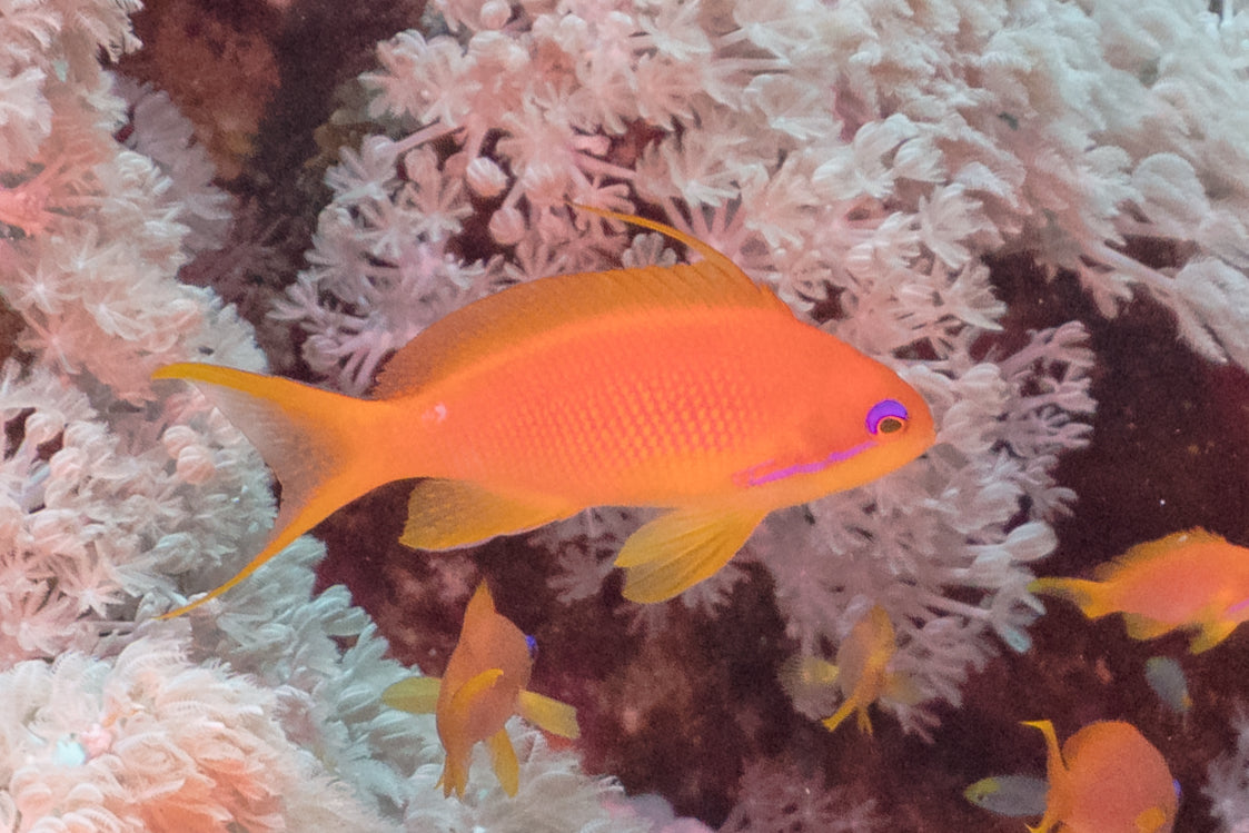 Blue Eye Lyretail Anthias (Pseudanthias squamipinnis) — Photo: Diego Delso, CC BY-SA 4.0, via Wikimedia Commons