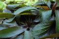 Anubias Nangi (Anubias nangi) — via Wikimedia Commons